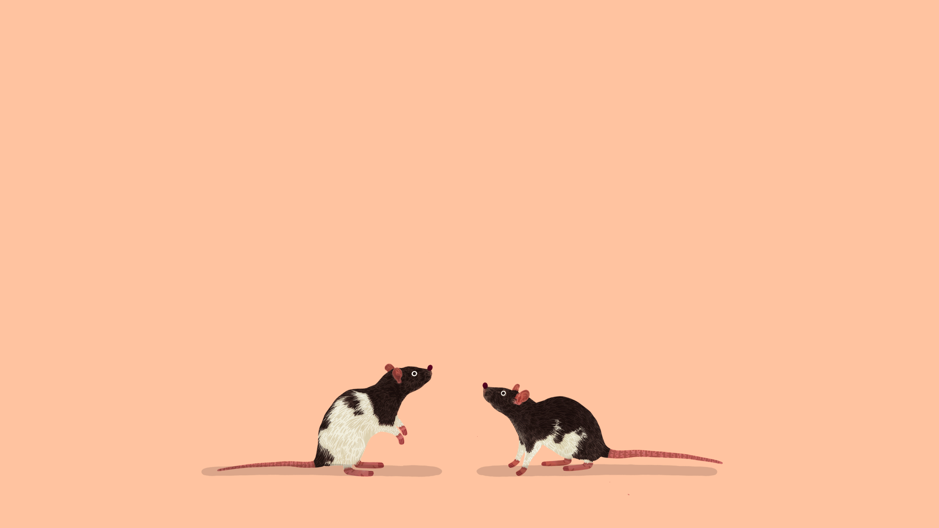 rats_animated